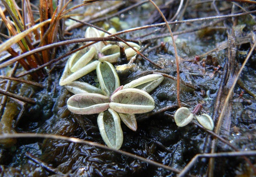 Pinguicula lusitanica