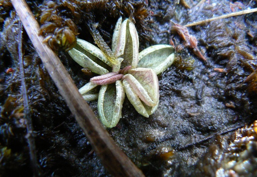 Pinguicula lusitanica