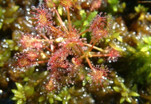 Drosera