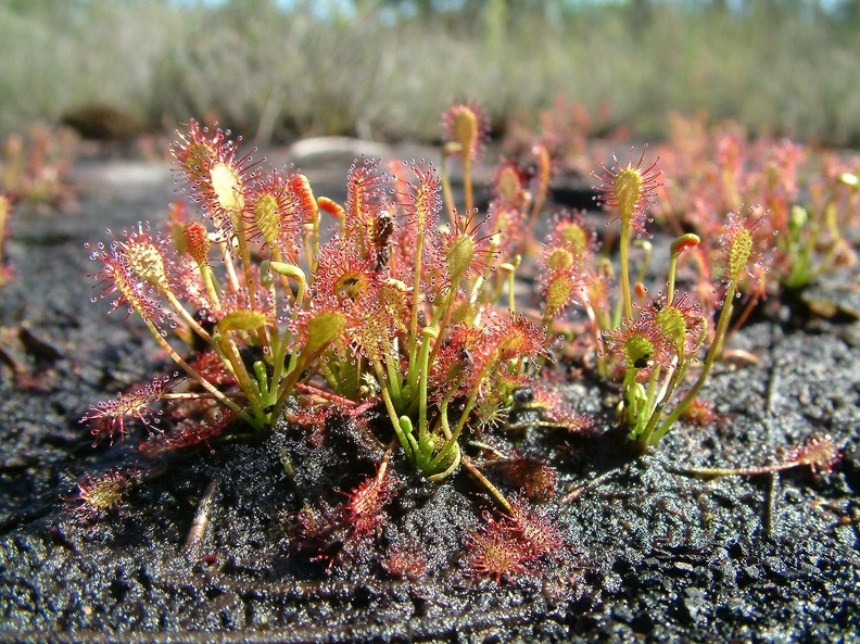 Drosera