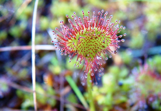 Drosera