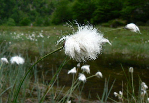 Eriophorum 