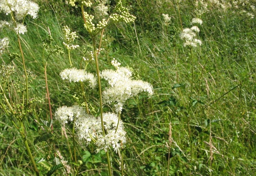 Filipendula ulmaria