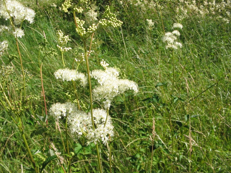 Filipendula ulmaria