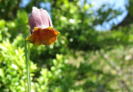 Fritillaria pyrenaica