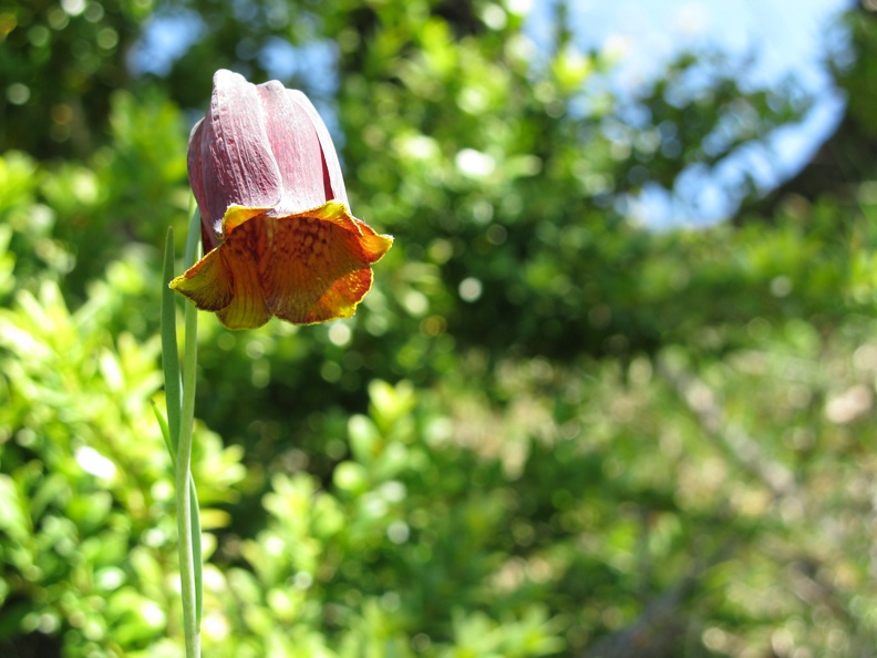 Fritillaria pyrenaica