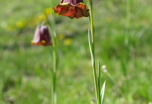 Fritillaria pyrenaica