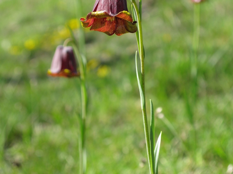 Fritillaria pyrenaica