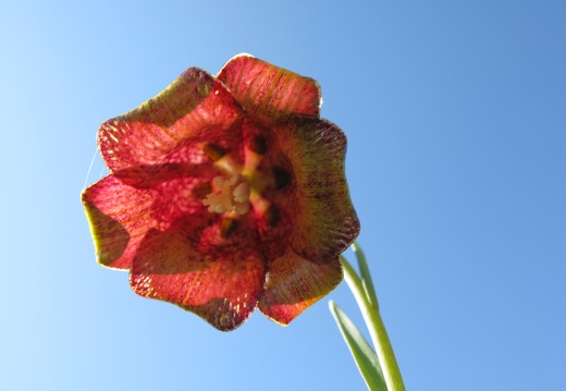 Fritillaria pyrenaica