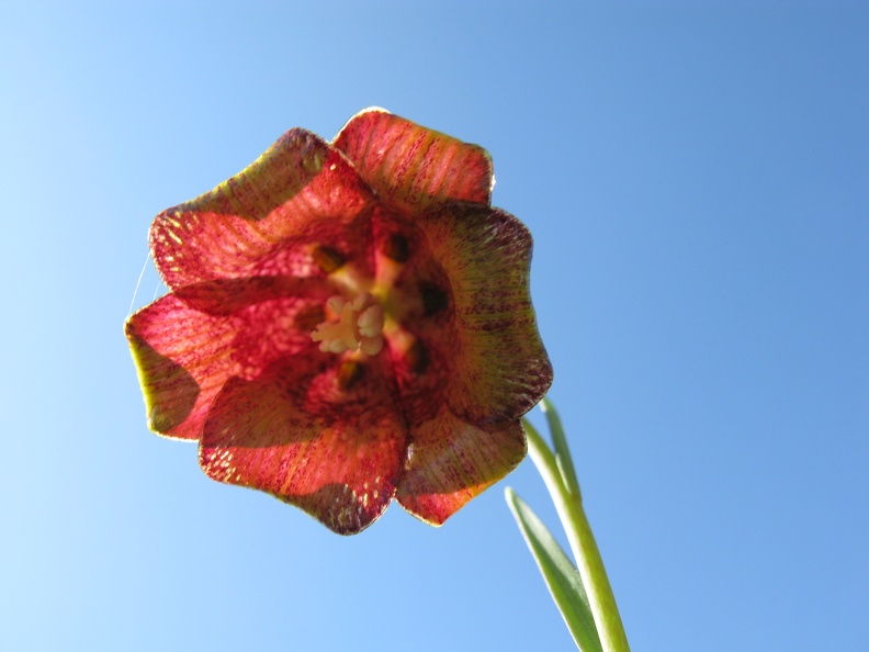 Fritillaria pyrenaica