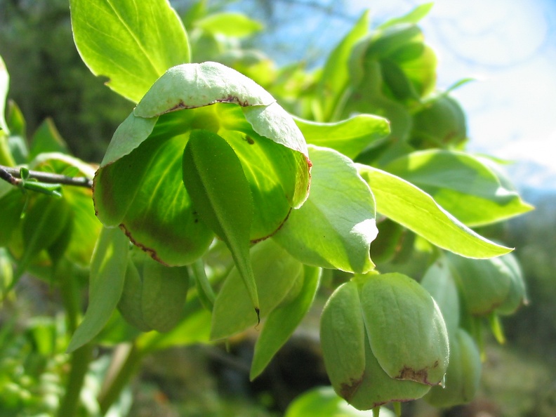Helleborus viridis