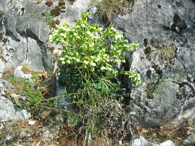Helleborus viridis