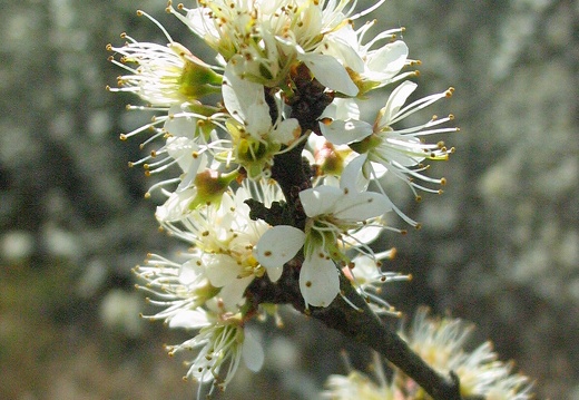 prunus spinosa