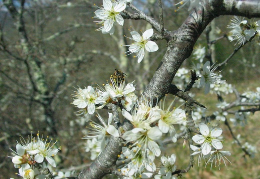 prunus spinosa