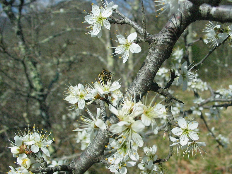 prunus spinosa