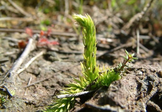 Lycopodium