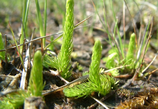 Lycopodium