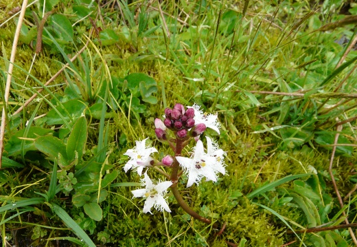 Menyanthes trifoliata