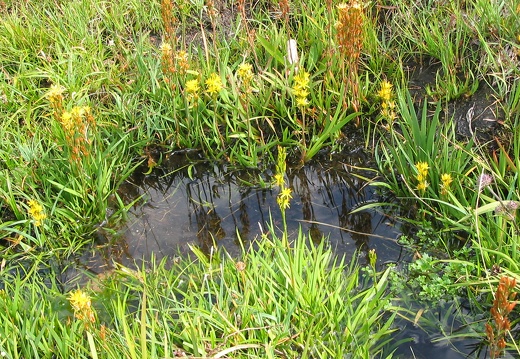 Narthecium ossifragum