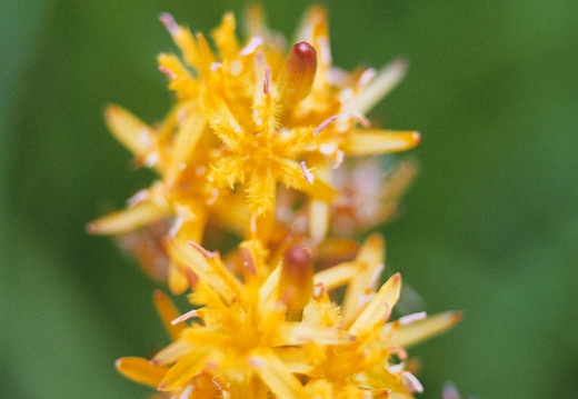 Narthecium ossifragum