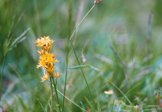 Narthecium ossifragum