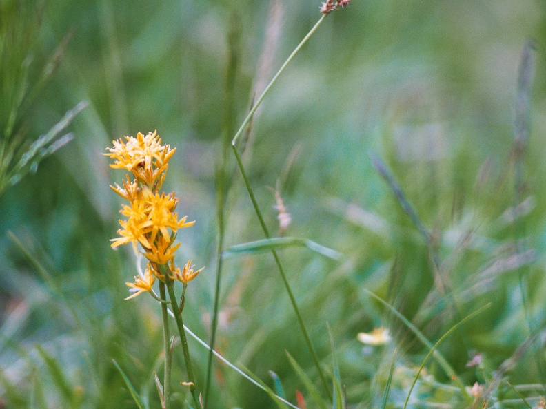 Narthecium ossifragum
