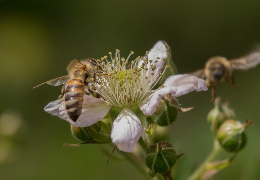 Abeille & mûrier