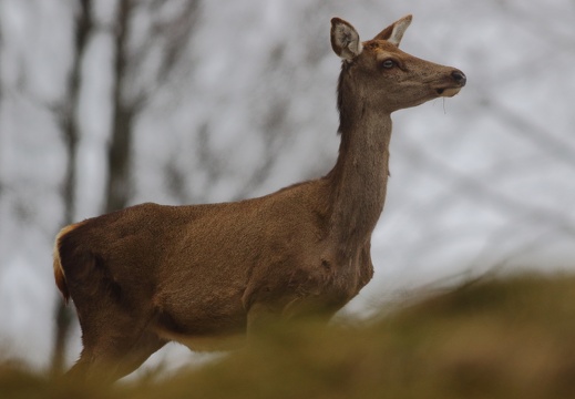 Cervus