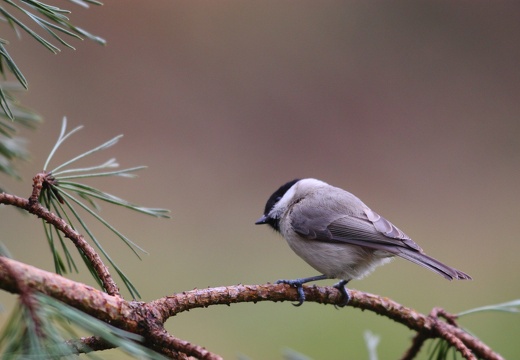 Poecile palustris
