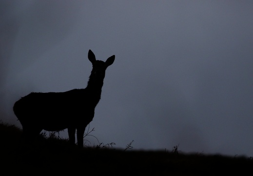 Cervus