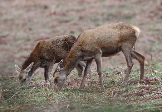 Cervus