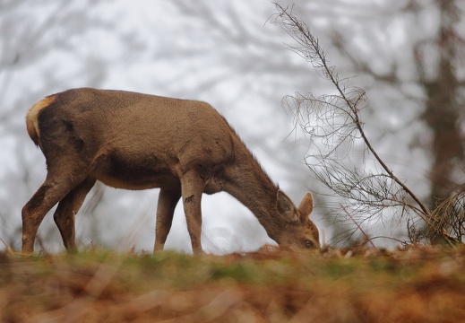 Cervus