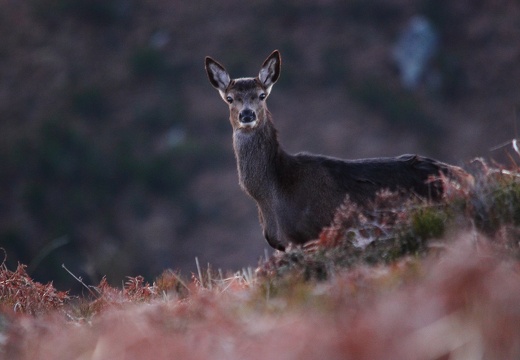 Cervus