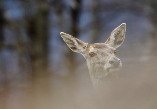 Cervus