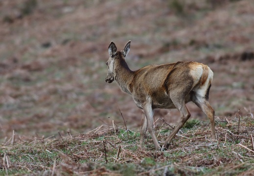 Cervus