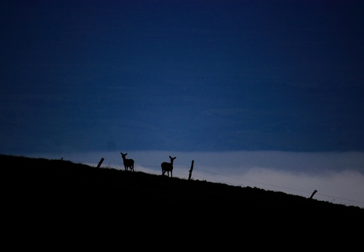 Cervus