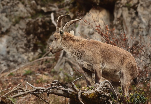 Capra ibex