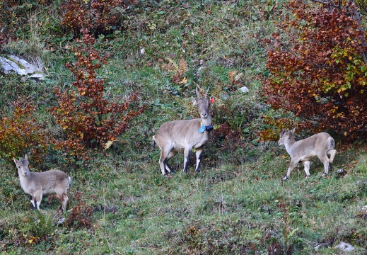 Capra ibex