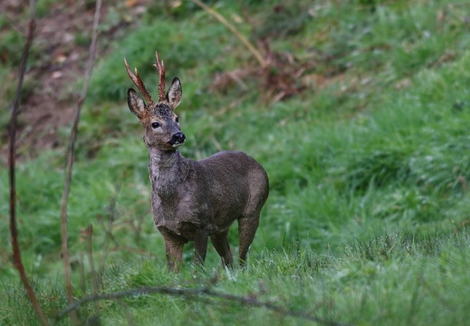 Capreolus capreolus