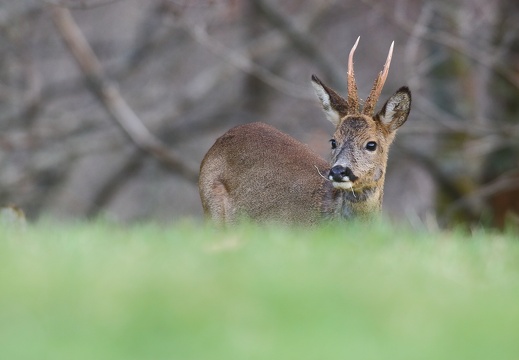 Capreolus capreolus
