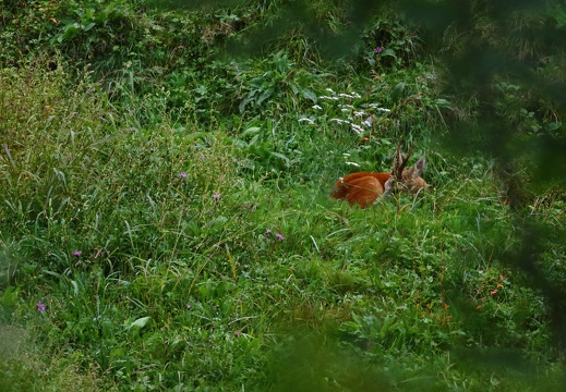 Capreolus capreolus