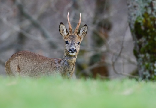 Capreolus capreolus