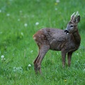 Capreolus capreolus
