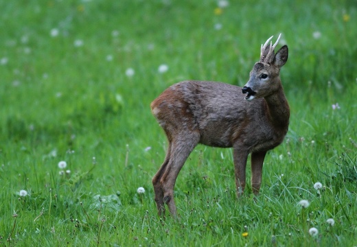 Capreolus capreolus