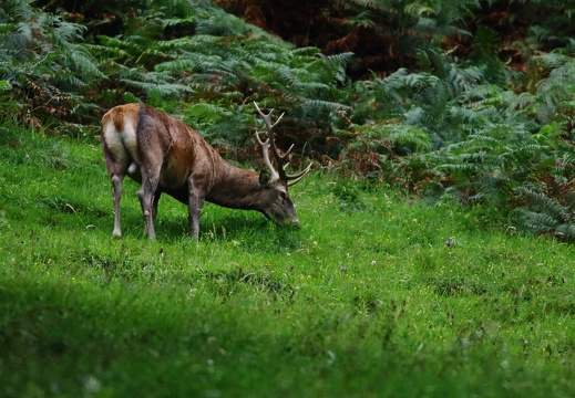 Cervus