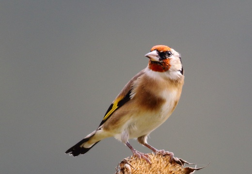 Carduelis carduelis