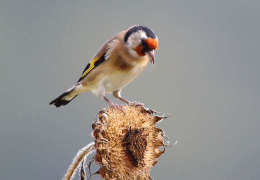 Carduelis carduelis