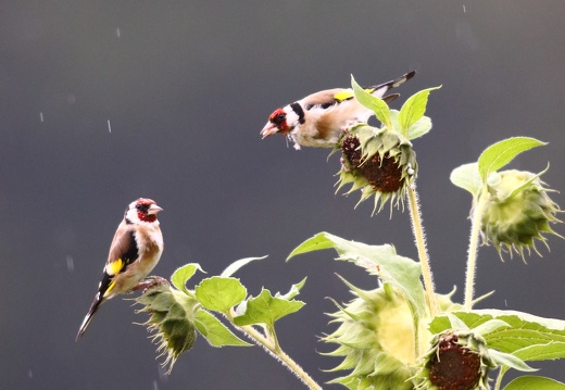 Carduelis carduelis