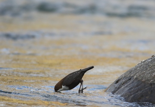 Cinclus cinclus