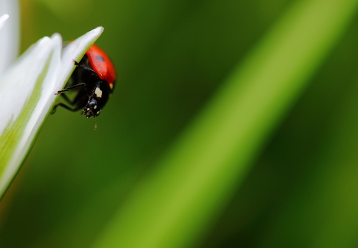 Coccinellidae